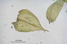 Attēlu rezultāti vaicājumam “Oxyrrhynchium hians var. rigidum”