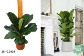 Image result for Бегония Элатиор 12х22 4601887072423