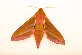 Attēlu rezultāti vaicājumam “Deilephila elpenor imago”