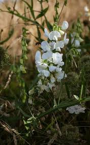 Attēlu rezultāti vaicājumam “Lathyrus latifolius flower”