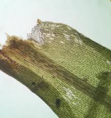 Attēlu rezultāti vaicājumam “Dicranum bonjeanii”