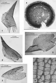 Attēlu rezultāti vaicājumam “Sphagnum squarrosum”