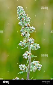 Image result for Artemisia vulgaris