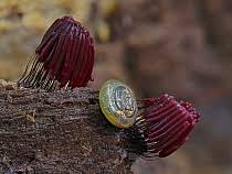 Attēlu rezultāti vaicājumam “Stemonitis flavogenita spores”