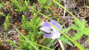 Attēlu rezultāti vaicājumam “Vacciniina optilete”