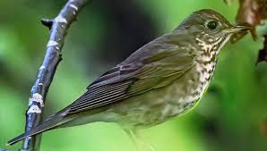 Image result for Catharus minimus