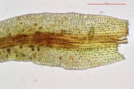 Attēlu rezultāti vaicājumam “Gymnostomum calcareum”