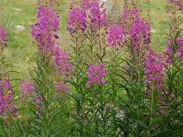 Image result for Weidenröschen