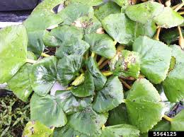 Attēlu rezultāti vaicājumam “Trapaceae”