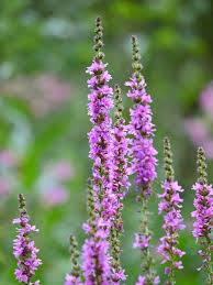 Image result for Blutweiderich