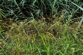 Attēlu rezultāti vaicājumam “Scirpus sylvaticus leaf”