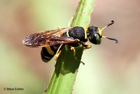 Attēlu rezultāti vaicājumam “Crabronidae”