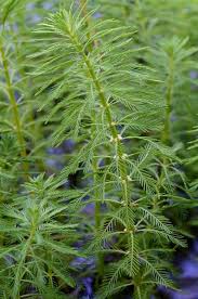 Attēlu rezultāti vaicājumam “Haloragaceae”