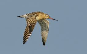 Attēlu rezultāti vaicājumam “Limosa lapponica”