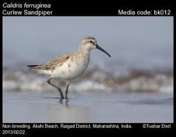 Image result for Calidris ferruginea