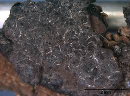 Attēlu rezultāti vaicājumam “Hypoxylon vogesiacum”