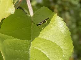 Attēlu rezultāti vaicājumam “Dryophilocoris flavoquadrimaculatus”
