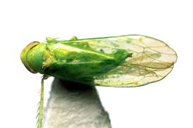 Attēlu rezultāti vaicājumam “Empoasca sp.”