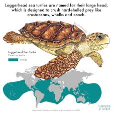 Image result for Caretta caretta