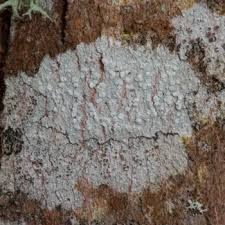 Attēlu rezultāti vaicājumam “Lecanora albella”