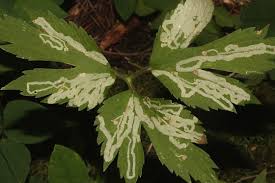 Attēlu rezultāti vaicājumam “Phytomyza ranunculi”