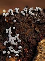 Attēlu rezultāti vaicājumam “Physarum psittacinum spores”