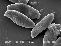 Attēlu rezultāti vaicājumam “Xerocomus pruinatus”