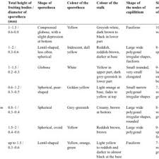 Attēlu rezultāti vaicājumam “Physarum pezizoideum stalked”