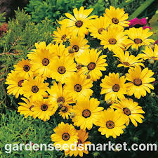 Image result for Dimorphotheca sinuata