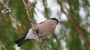 Attēlu rezultāti vaicājumam “Pyrrhula pyrrhula female”