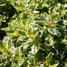 Image result for Origanum vulgare