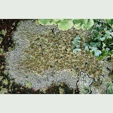 Attēlu rezultāti vaicājumam “Lecanora chlarotera”