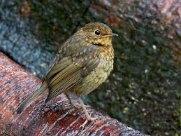 Attēlu rezultāti vaicājumam “Erithacus rubecula juvenile”
