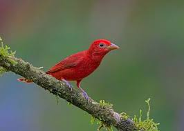 Image result for Piranga rubra
