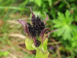 Attēlu rezultāti vaicājumam “Saussurea esthonica flower”