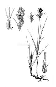 Attēlu rezultāti vaicājumam “Carex arenaria”