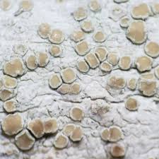 Attēlu rezultāti vaicājumam “Lecanora albella”