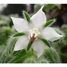 Attēlu rezultāti vaicājumam “Borago officinalis bud”