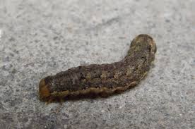 Attēlu rezultāti vaicājumam “Xestia c-nigrum”