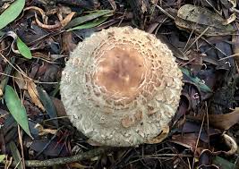 Attēlu rezultāti vaicājumam “Macrolepiota rhacodes var. bohemica”