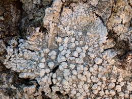 Attēlu rezultāti vaicājumam “Pertusaria albescens”