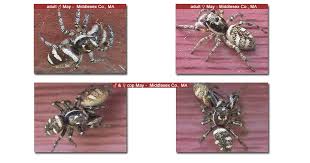 Attēlu rezultāti vaicājumam “Salticus scenicus”