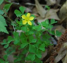 Attēlu rezultāti vaicājumam “Oxalis corniculata”