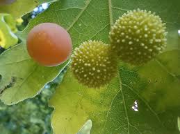 Attēlu rezultāti vaicājumam “Cynips quercusfolii”