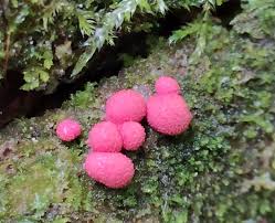 Attēlu rezultāti vaicājumam “Lycogala exiguum aggr.”