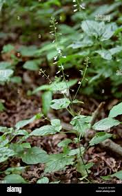 Attēlu rezultāti vaicājumam “Circaea lutetiana leaf”
