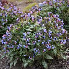 Image result for Pulmonaria Silverado
