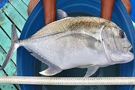 Image result for Caranx ignobilis