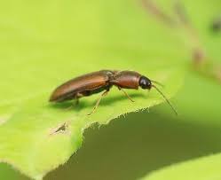 Attēlu rezultāti vaicājumam “Dromius quadrimaculatus”