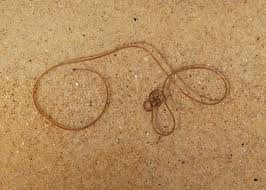 Attēlu rezultāti vaicājumam “Nematomorpha”